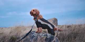 How to Keep your Pets Safe During Storm