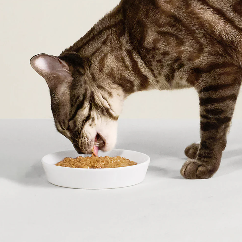 Shallow Wide Cat Food Dock Bowl