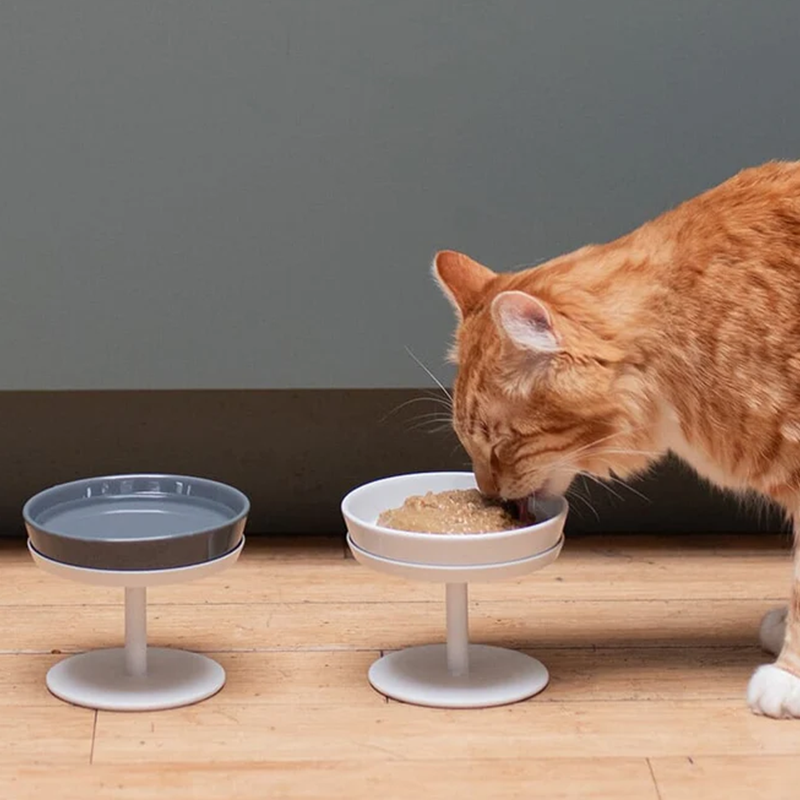 Shallow Elevated Cat Dock Bowl and Stand
