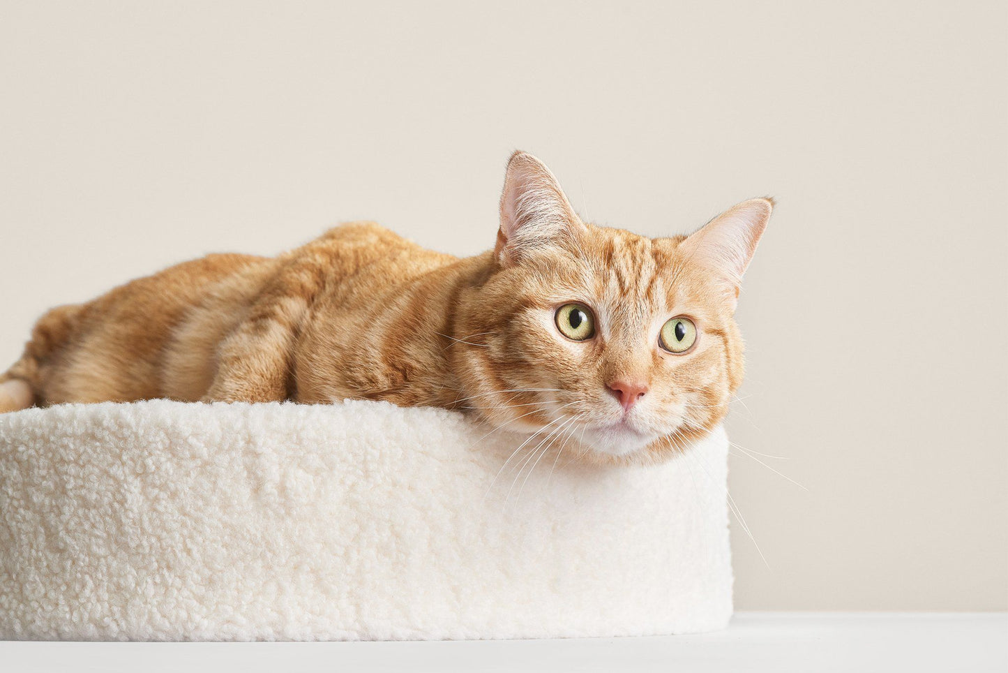 Washable Round Cat Beds for Indoor Cats
