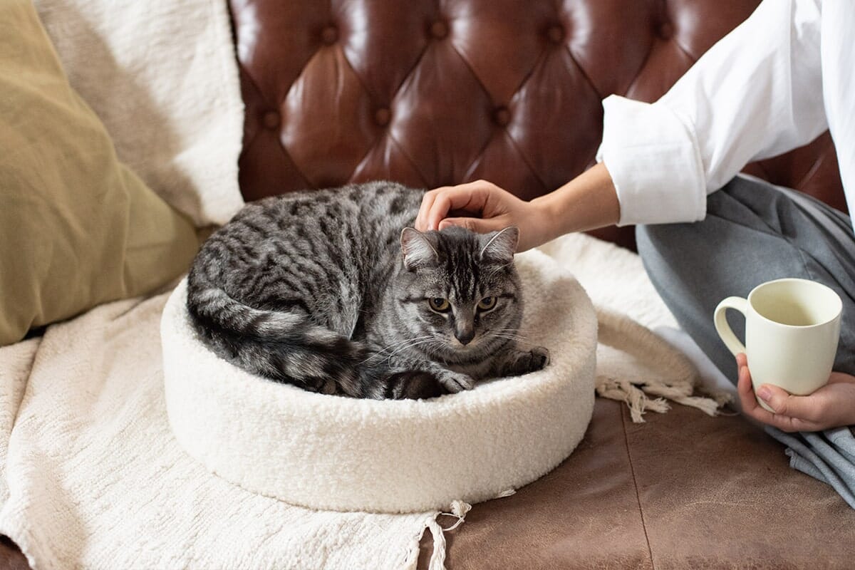 Washable Round Cat Beds for Indoor Cats
