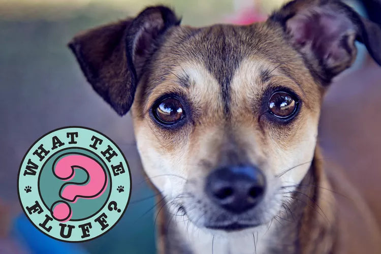 Why Do Dogs Have Whiskers? They're Not Just For Looks!