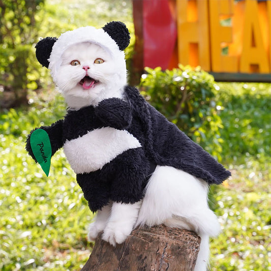 Panda Standing Funny Transformation Into Pet Costume