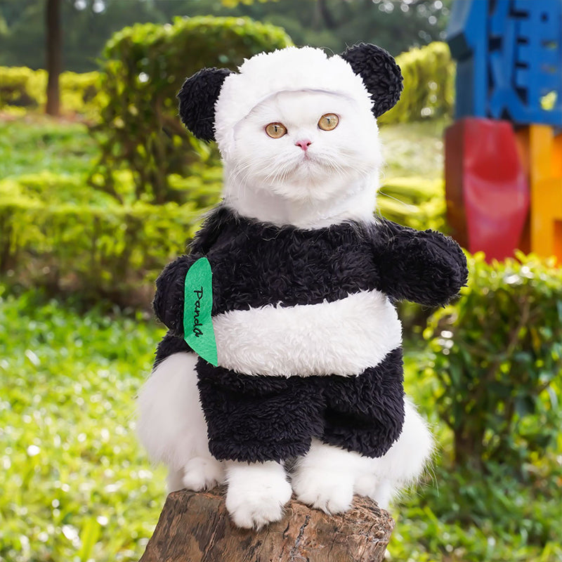 Panda Standing Funny Transformation Into Pet Costume