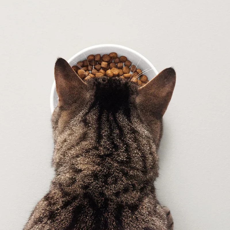 Shallow Wide Cat Food Dock Bowl