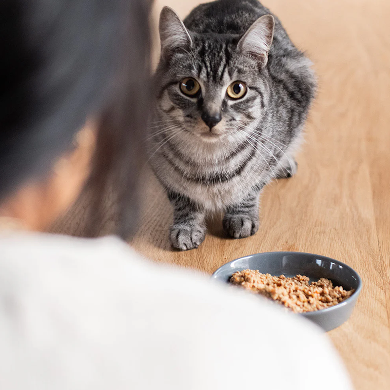 Shallow Wide Cat Food Dock Bowl