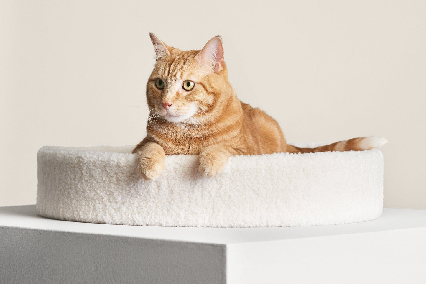 Washable Round Cat Beds for Indoor Cats